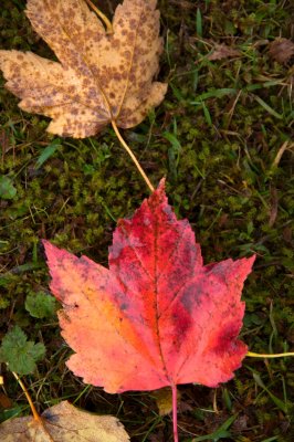 Acer rubrum 'Red Sunset' - javor červený - list podzim